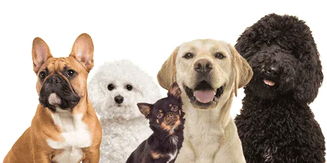 Dogs