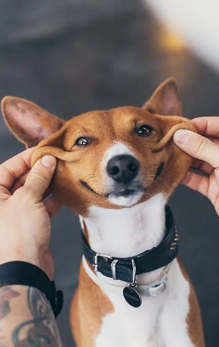 Dog Being Smiled