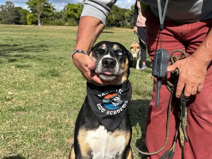 The Pawcific Belt System