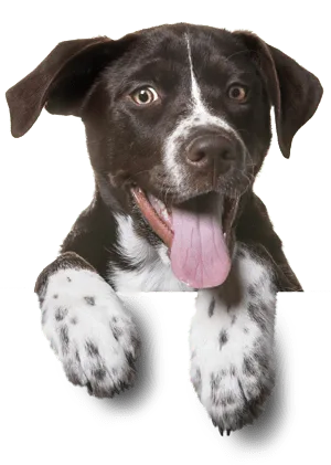 Who We Are				
				
				
				
					We are passionate, patient, persistent pet loversWe are a team of certified canine aquatic practitioners and we know each dog is different. Founded by Jill Malarky in 2016, LapdogH2O is a dedicated team of pet loving trainers, based in Long Beach CA.  All of our sessions are private and customized to meet your dog’s individual needs. We can teach your dog to swim, get arthritic joints moving, relieve pressure in zero gravity and/or play ball in the pool for exercise and agility.  We do it all and we're here to help