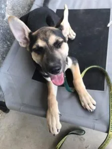 German shepherd puppy training fresno