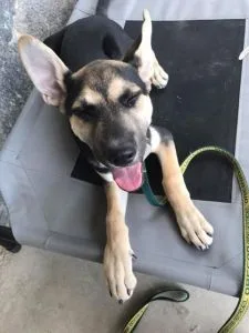 German shepherd puppy training fresno