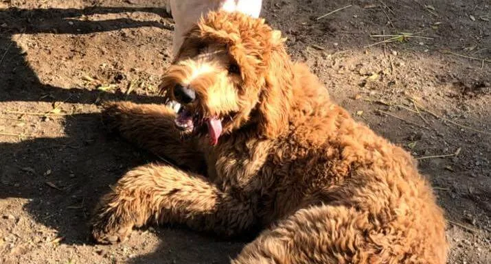 Fresno Board and Train for Your Dog
