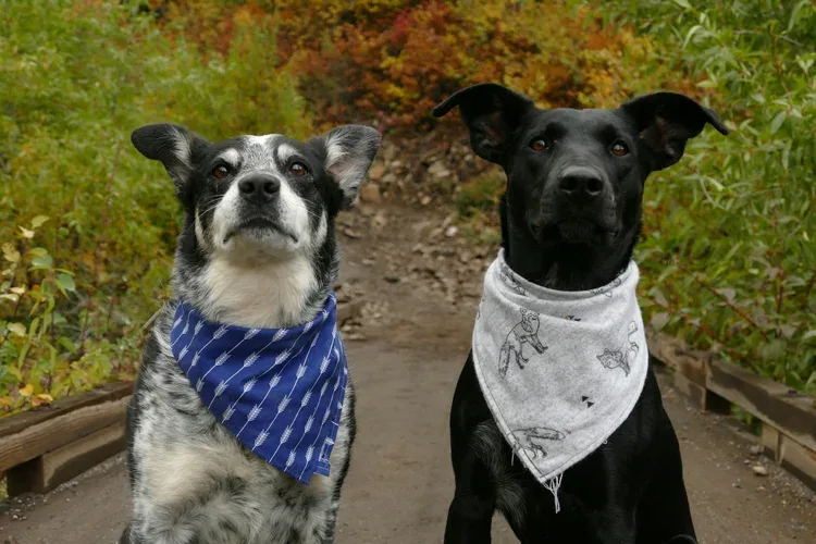 Pat's Pack Dog Training — dog training in Oceanside, CA (3)