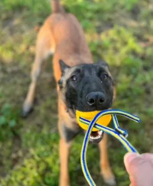 Riverside Canine Center — dog training in Nashua, NH