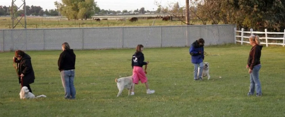 Dog Training Class in Modesto, Ca