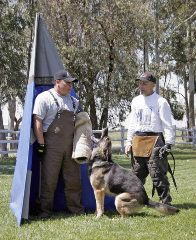 K9 dog training by Gary Park, owner of Big Basin Dogs