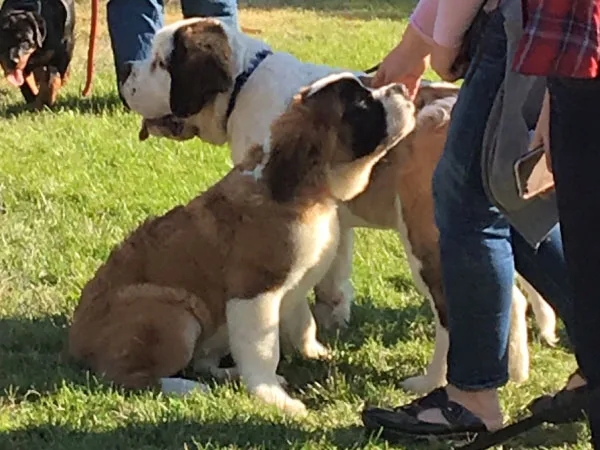 Dog training services by Big Basin Dogs