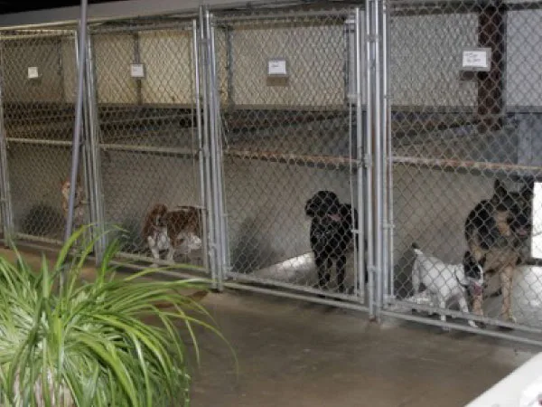 All breed canine dog boarding