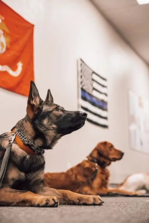 Fidelis K9 — dog training in Orangevale, CA (2)