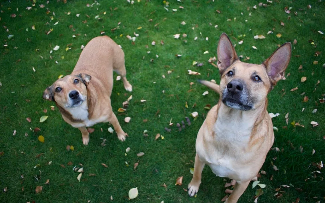 Fidelis K9 — dog training in Orangevale, CA (3)