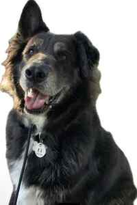 				Rated 5 out of 5
			
		
						
				
				
				
									“10/10!!! After exhausting every Youtube video and trying every effort on our own to help our reactive dog, we sought out professional help. After just two sessions with Diana, he was already showing so much improvement! He used to bark at everything that moved, pull on the leash to the point of choking himself, and walks were stressful. Now, we can take him on hikes, to parks, even to busy places like the Americana and parks and he looks to US for guidance. His barking has stopped completely, and walks are something we can look forward to! He is a 10 month old Chihuahua mix. I recommend Diana to anyone looking for immediate change to their dog’s behavior. Don’t let the price of dog training push you away…the value of what you get is 100% worth it. Diana was amazing to work with. She is so sweet and professional. We are our older dog there next! The best part of this experience is that not only do we have a more obedient dog, but our dog is happier with structure and less anxious outside the home. His well-being is important to us, and I feel confident that this training was the best thing we could have ever done for him!”– Morgan J.