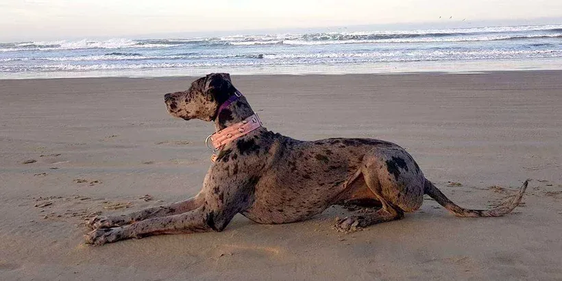 dog-training-dog-place-stay-slider