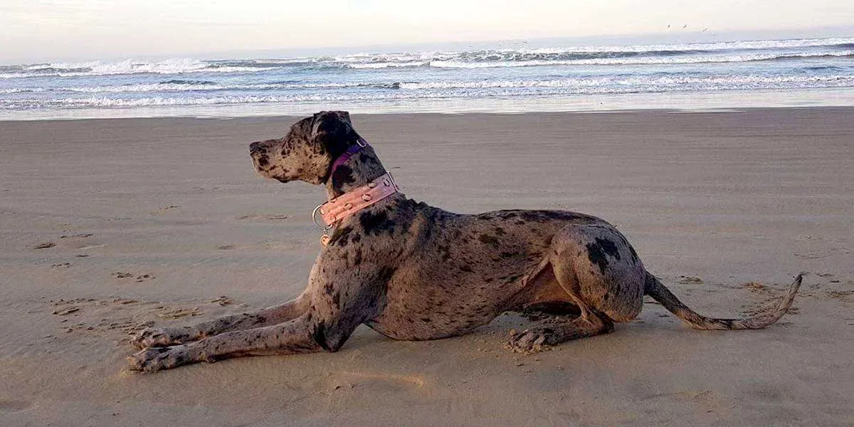 dog-training-dog-place-stay-slider