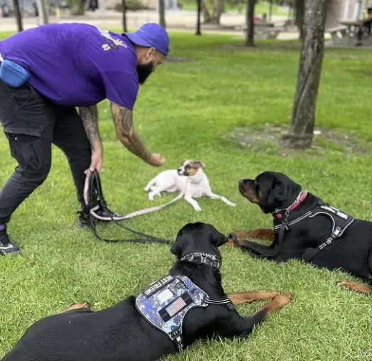 Kingdom K9 Poway — dog training in Poway, CA (2)