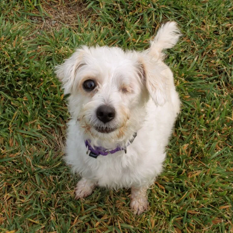 Shelter Medicine