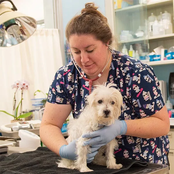 Dr. Kat examining a dog
