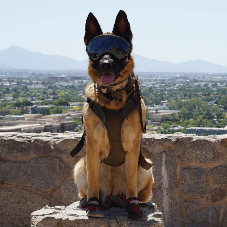 World-Class Dog Training With Results That Last.				
				
				
				
					Eliminate Bad Behavior Now!				
				
		
		
				
				
							
							
											
													
										Reactivity
									
								
											
													
										Anxiety
									
								
											
													
										Biting/Nipping
									
								
											
													
										Excessive barking
									
						
						
				
				
		
				
				
							
							
											
													
										Pulling during walks
									
								
											
													
										Jumping on people
									
								
											
													
										Not listening to commands
									
								
											
													
										Aggression
									
						
						
				
				
				
				
				
									Elevate your dog’s training journey with our Dog Board and Train program. Our experienced trainers will provide personalized attention and guidance while your pet enjoys a comfortable stay.
