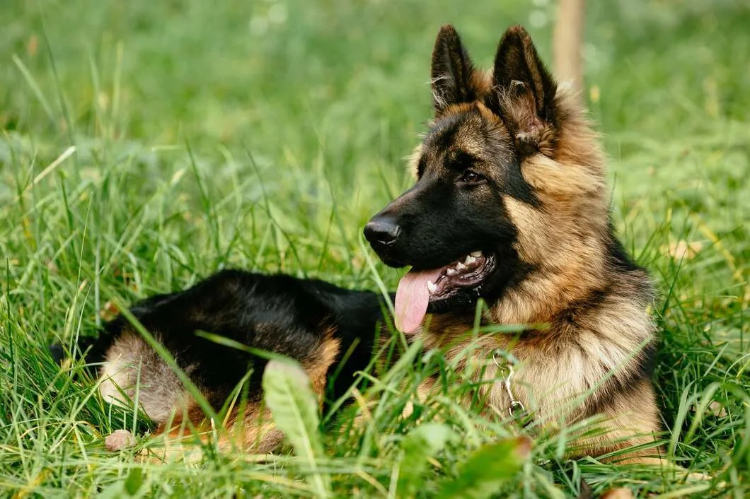 Hyper Dog
Teach them how to have an off switch with Techniques that condition Calmness and Relaxation
			
				request a quote