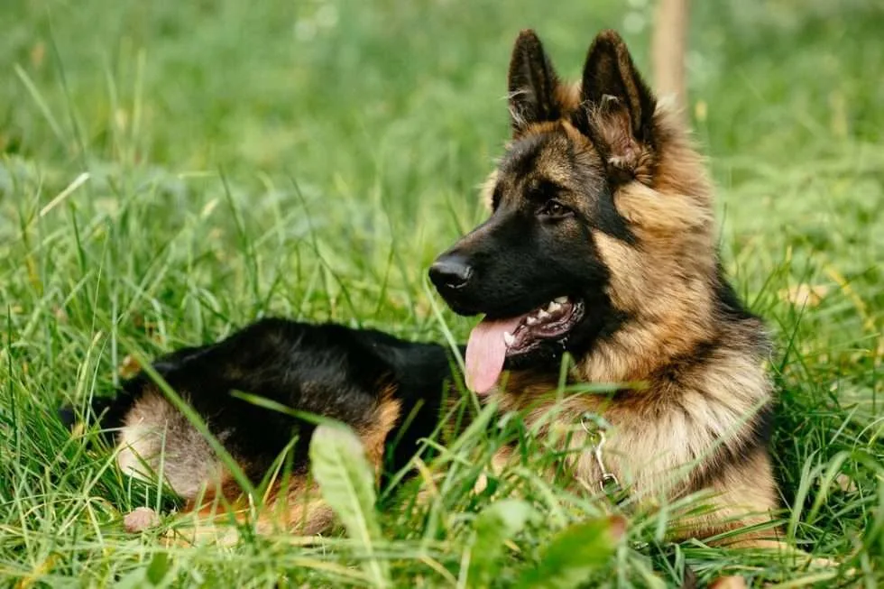 Hyper Dog
Teach them how to have an off switch with Techniques that condition Calmness and Relaxation
			
				request a quote