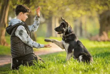 We Are Transparent
We train your dog in front of you and show you how the magic happens!
			
				request a quote