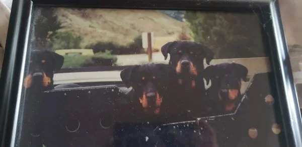 About Us  How I got started in Dog Training.
 After my 4th Rottweiler passed away, I am now without a dog, Something that's never happened to me before. At one point, I thought I was going to be a Rottweiler Breeder. I did Breed one time, I was very grateful to only have 2 Puppies. I keep all 4 of them until the day they died. I quickly found out, I am not the breeding type. After three days of not having a dog the house, the house was very quiet. So I started my quest to look for a dog that needed help. I was just looking to foster a dog. I went through all of the local shelters. In the area. The last one I went to was D.A.W.G.
 D.A.W.G. had indicated to me that there was a Dog with another local trainer John Sorosky, was not having much success. John did NOT like Tama.Marsha from ----------- and DAWG asked me if I could help handle him.  Tama had quite a few concerns. He was a big strong dog, that was very possessive over many things,  food, bed, anything that he could claim he would. I was able to socialize him properly, and Fix ALL of his is issues, after 6 months, and interviewing quite a few people, I was able to find him a Great Home. He had the Best Life.B.I.P. TAMA 
DOG #2 OTTOFrom DAWG Then I got a call from the head dog  Trainer from DAWG Ricky Rojas, he stated they had another Rottweiler that was redirected towards HIM the Trainer. (DOG WAS TRYING BITE the TRAINER)
 He was very concerned for his safety, this dog was extremely dog reactive, along with possession reactive as well. I picked up OTTO  on Friday. By Sunday morning I was asking the dog representatives to meet me at the park to observe their different dogs. Needless to say, they were beyond happy. I  was able to find the right owner for  OTTO 
 I kept doing this for quite a few years for DAWG.
 Then I started working with the county dogs, the Red Label dogs that they were trying to kill. I did this for several years as well, And I started to make a name for myself. 
 Over the years I started to refine my methods, understanding what the root cause of bad behavior comes from, really helped. Things kept on Getting easier as time went on.
 I consider myself to be a non-avoidance trainer,  something that you don't see, most everybody else is going to avoid your problems and work around them. 
 Helping people understand what causes inappropriate behavior And then fixing it, Has been my Biggest passion in life!
 The methods I have developed are very streamlined and simple.
 My end goal is to make all play with each other.To Be Independent, confident.   Understanding the importance of having people understand where inappropriate behavior comes from, and what proper communication between owner and dog is key. It makes the training for the dog,  so much easier on the dog, and it lessens the need for big Corrections.
 I look forward to helping you and your dog, become the best they can be."We work with Dogs that Others Won't Work with. We Fix the they Cant Fix.MY ROTTSROCKY, LEX, JJ, RUFUS.OTTOTAMA