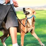 Robert's Dog Training Exercise with Sparks