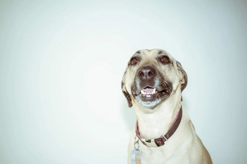 Obedience Training for Common Behavior Problems Pt 1: The Sit-Stay / Uncategorized / By 			
				
				California Dog Training
