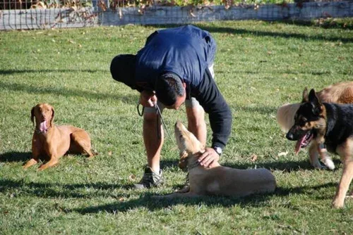 Diablo K9 Academy — dog training in Pleasanton, CA