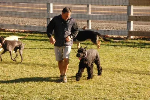 Diablo K9 Academy — dog training in Pleasanton, CA (2)