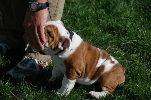 Diablo K9 Academy — dog training in Pleasanton, CA (3)
