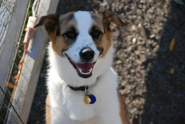 Diablo K9 Academy — dog training in Pleasanton, CA (4)