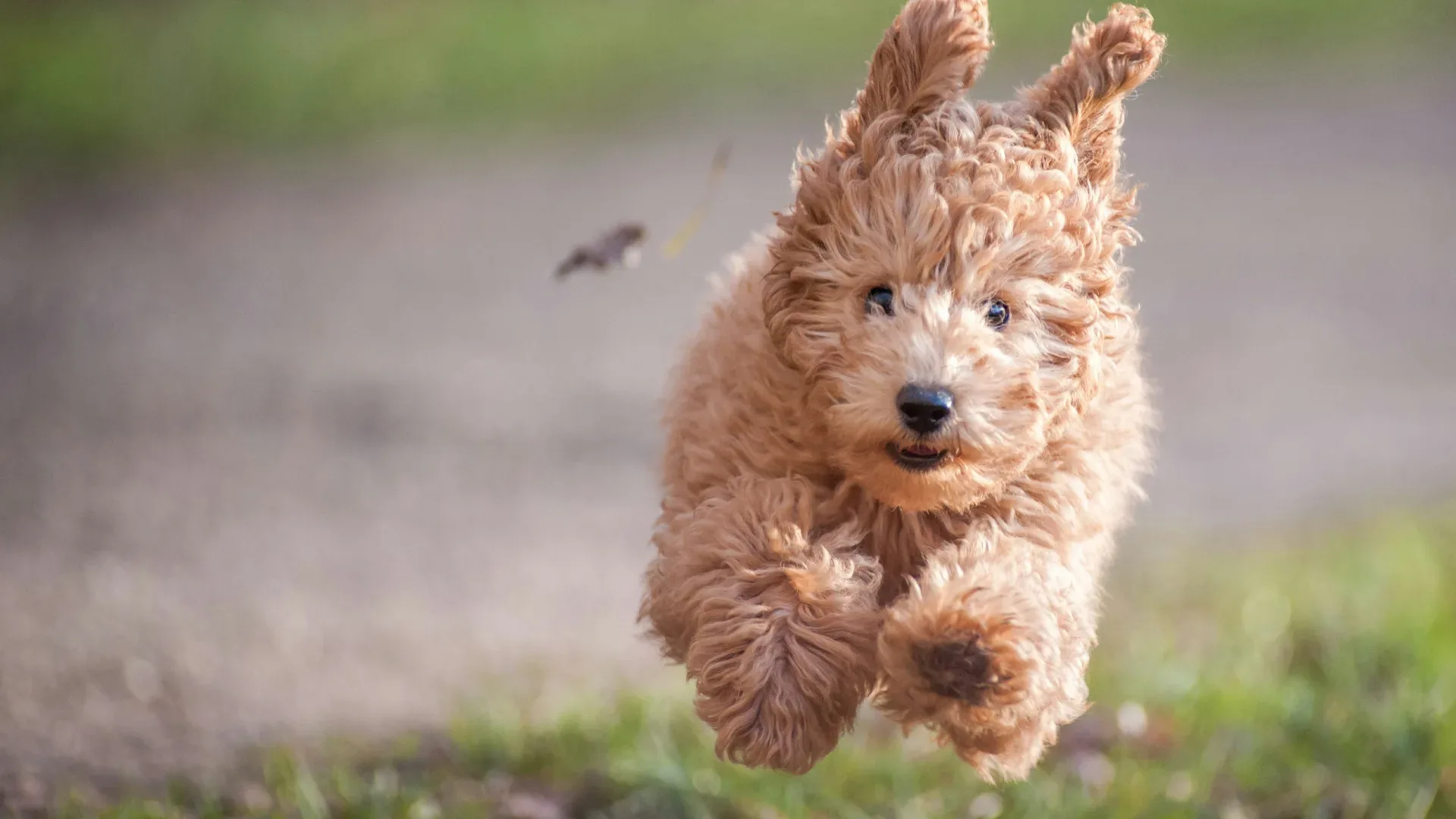 Puppy Training