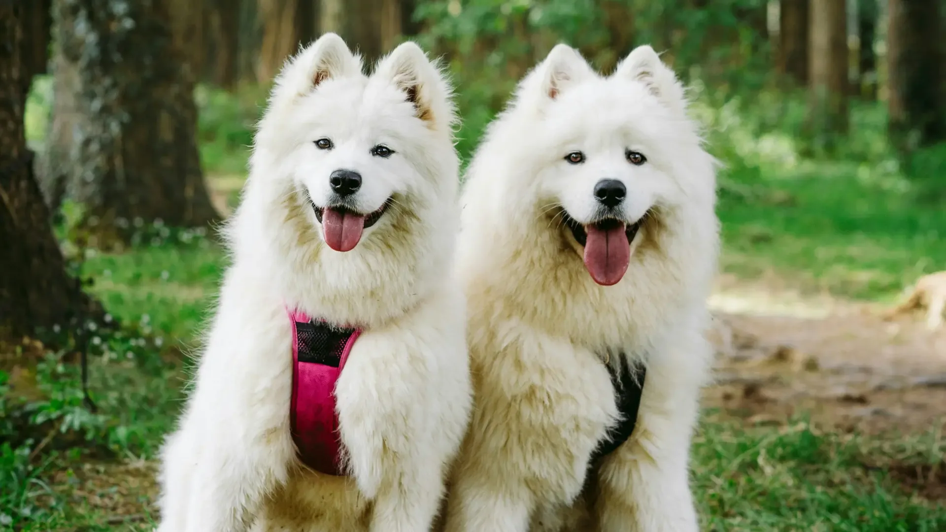 Reactive Dog Training
