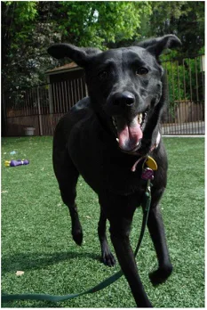 Madison
HI!!!!!!!! My name is Madison and I am a black dog. That’s really about all we know. You see my Momma and Daddy believe in rescue dogs. That’s also part of the problem. Since we don’t know what I am it is kinda hard to figure out why I do the crazy things that I do. Enter Miss Susi. My Momma was ready to kick me to the curb when we found her. Wow, did she make a difference. My Momma and I have done both group and private lessons with Miss Susi for over 2 years. Miss Susi teaches Momma and me how to ‘talk’ to each other better. See if I know what Momma wants, I will probably do it. Well, mostly anyway. Sometimes we even have Miss Susi come over to our house so she can see the crazy antics I go through. We are now working on trying to get me so that I don’t get so upset when Daddy fires up the Harley. That’s real scary.
As a veteran of DogSoul I highly recommend Miss Susi to all you crazy doggies out there. She can help you communicate with your Momma and Daddy better so that you can have a long and wonderful life together.