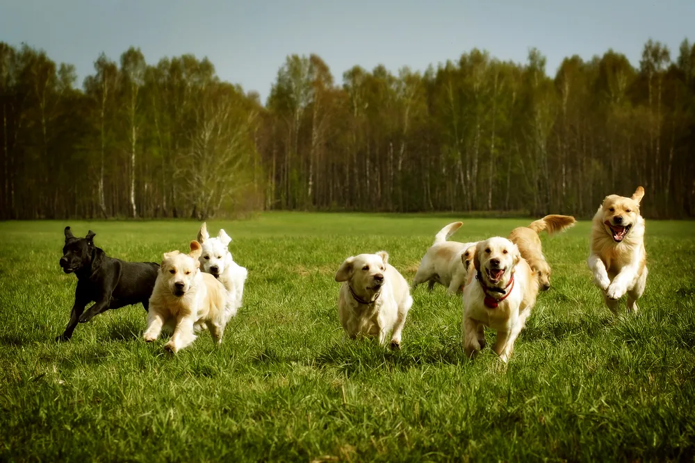 The Role of Leadership in Dog Obedience Training