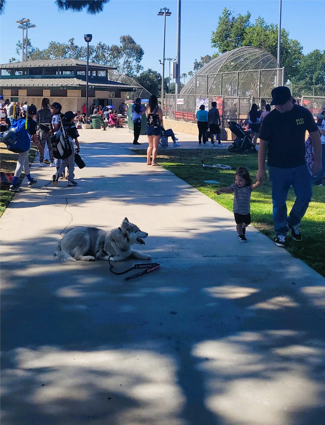 A dog calmly holding a down-stay beside a busy baseball field