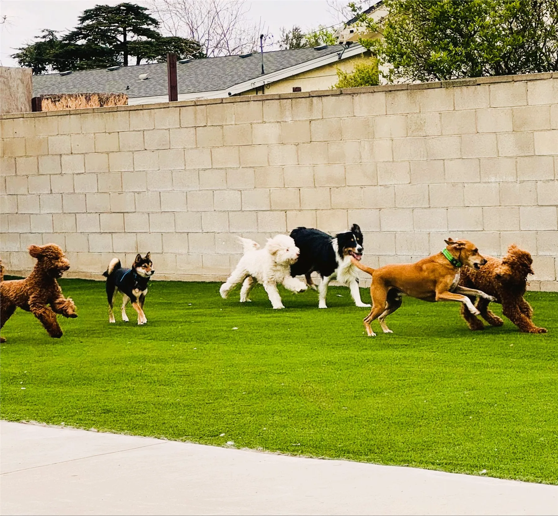 A happy group of dogs running together in the daycare yard
