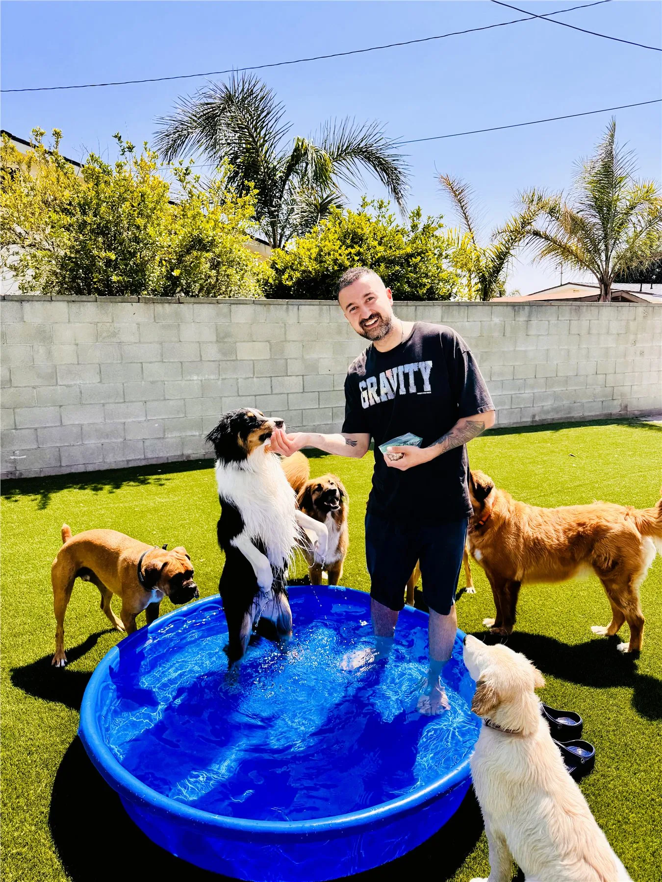Dogs enjoying a supervised pool day in the YAY Doggy yard