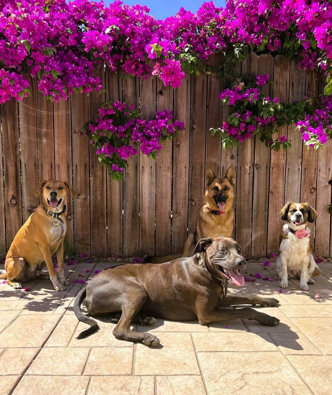 Four relaxed dogs posing together beneath bright bougainvillea