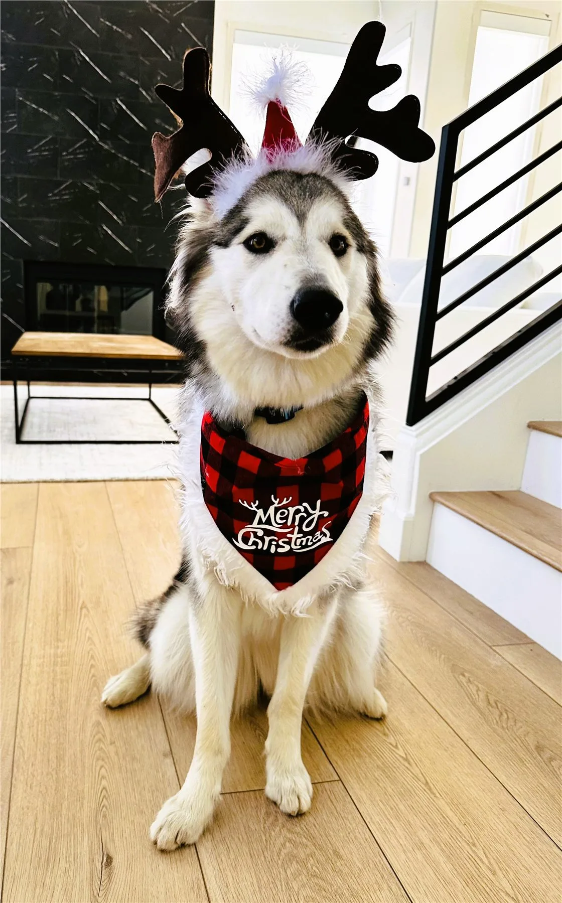 A husky dressed in festive reindeer antlers and a Christmas bandana