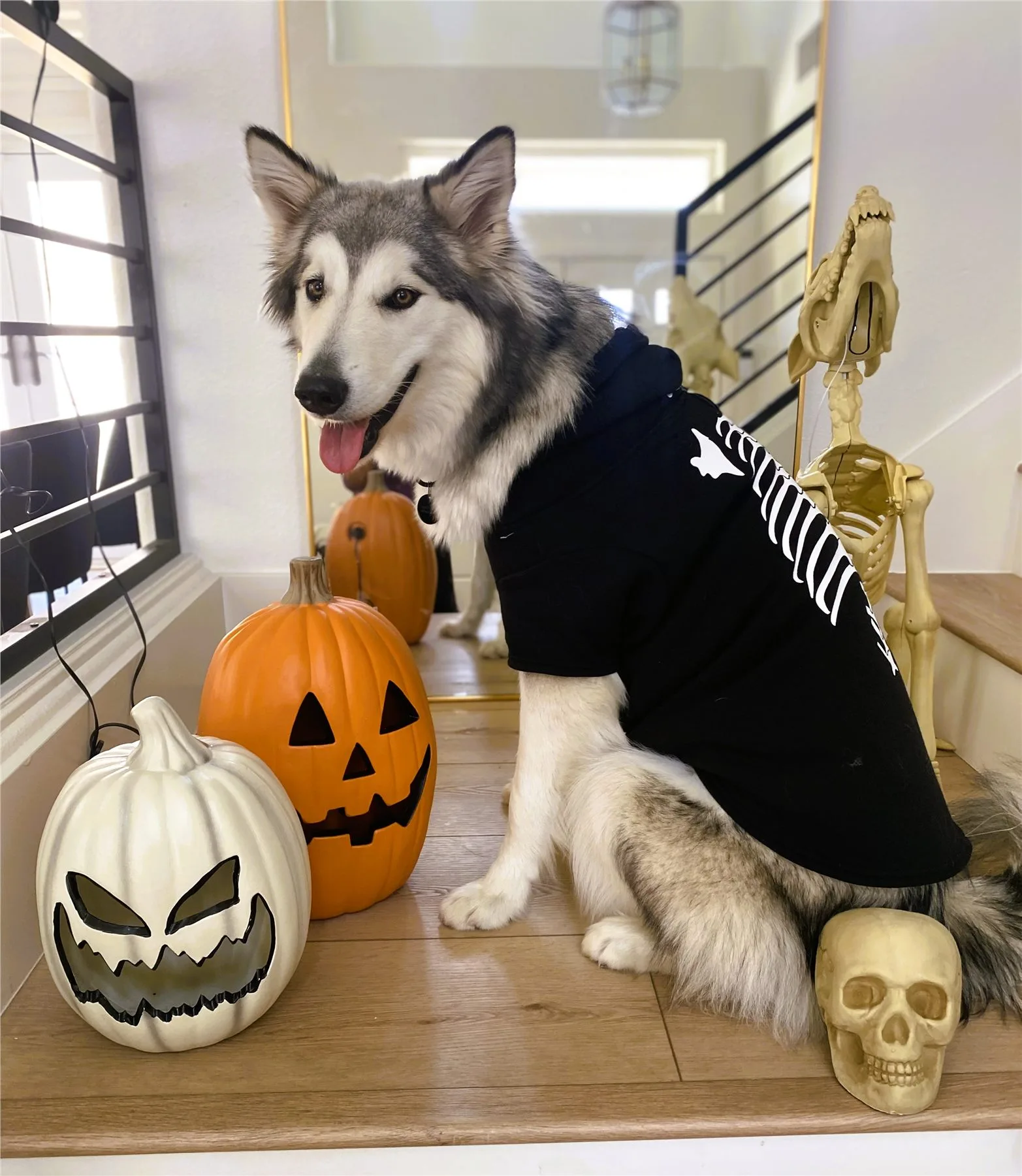 A husky wearing a skeleton costume beside Halloween pumpkins