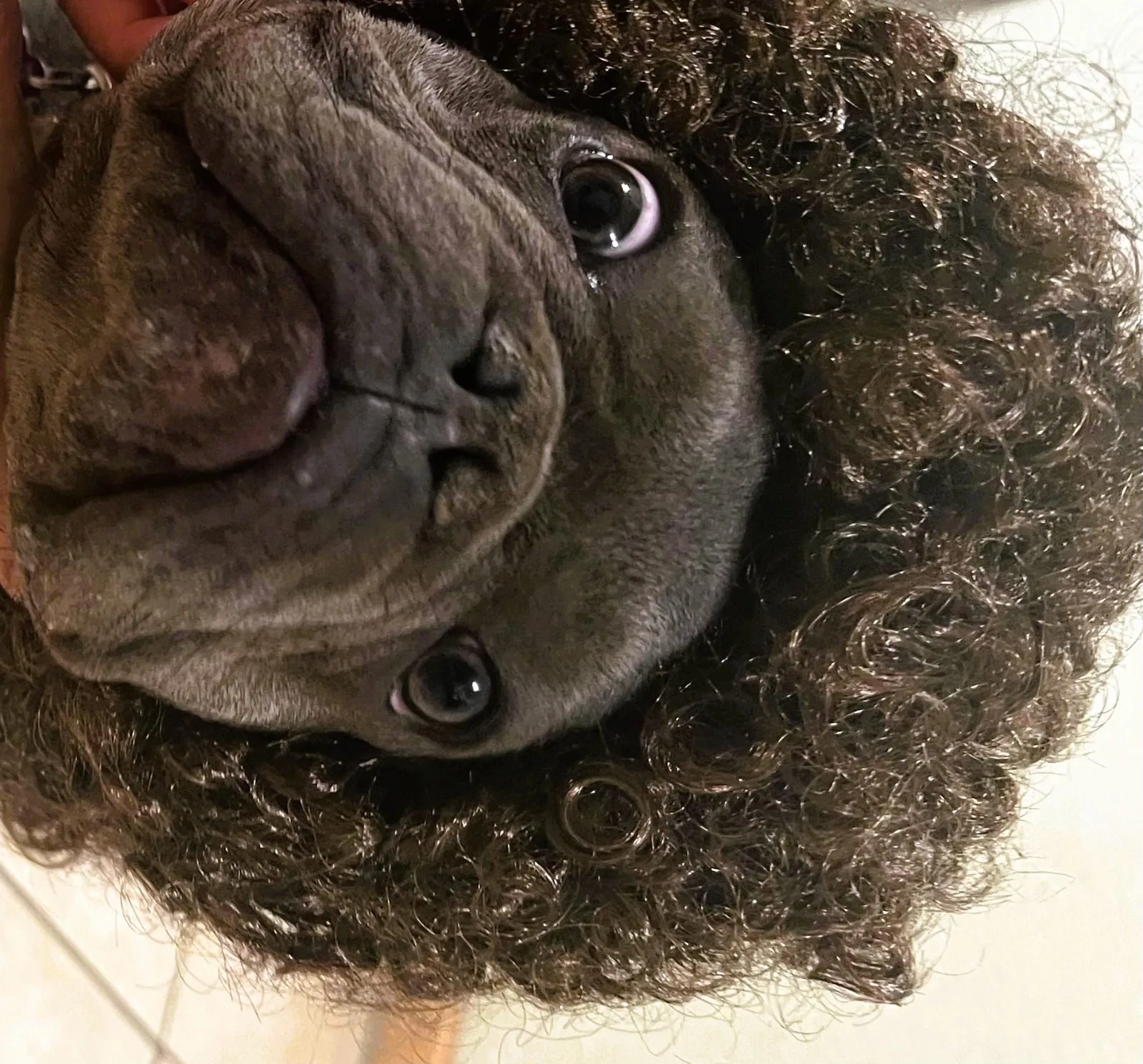 A dog wearing a playful curly wig
