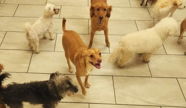 Dog Day Care in South Pasadena, CA