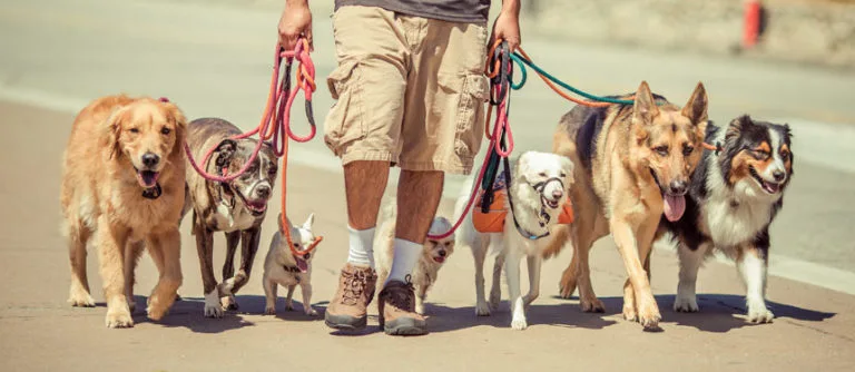 Wigglewag Training & Dog Care Services — dog training in Pasadena, CA (2)