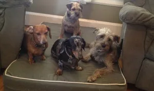 Wigglewag Training & Dog Care Services — dog training in Pasadena, CA (3)