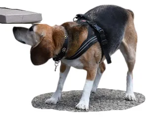 Check out these upcoming events at the San Lorenzo Dog Training Club:

        September 2026
        
          14th (Mon)
          General monthly meeting
            7:30pm via Zoom
          
          26th (Sat)
          68th Annual All-Breed Obedience and 21st Rally Trials
            
PM Trial, with SMDTC (AM Trial) and FDTC (Sunday Trial)

Cal State East Bay - Meiklejohn Lawn Area
(
Entries close Wednesday September 9th.
» Premium List (includes SMDTC info, FDTC info, and fillable entry form)

» 

          
        
        October 2026
        
          5th (Mon)
          General monthly meeting
            7:30pm via Zoom
          
        
        November 2026
        
          2nd (Mon)
          General monthly meeting
            7:30pm via Zoom
          
        
        December 2026
        
          7th (Mon)
          General monthly meeting
            7:30pm via Zoom
          
        
        January 2027
        
          4th (Mon)
          Annual membership meeting
            7:30pm via Zoom
          
        
        February 2027
        
          1st (Mon)
          General monthly meeting
            7:30pm via Zoom
