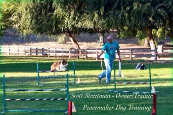 I have always loved dogs. I now have a much greater understanding of why dogs do what they do. I began training dogs in 2008. I officially opened my business in 2010. I studied and assisted under a trainer with 40+ years experience when I first began this journey of training dogs. I held my classes in Fresno, CA for 18 years.
			It’s extremely gratifying that I am not only helping the dog, I am helping the owner grow in confidence that is quite noticeable. Teaching people and their dogs gives me great satisfaction.
			In 2013 I began showing one of my dogs (Gizmo) in agility and obedience. She has multiple titles in agility and got her first obedience title in her second show. This has dramatically increased my knowledge and understanding of how important our body language and movements are to a dog. As of 2019 Gizmo is now retired with multiple titles in obedience, rally, and agility. She more than earned her retirement after many years of hard work and helping me learn. Her daughter Girly was ranked #6 in novice obedience in 2016. Blaze and I are working on obtaining his utility title. The next generation of pups will be beginning various platforms of training. My goal was to become an obedience judge. I'm also interested in continuing in agility once I've become an obedience judge.
			I am a no nonsense dog trainer. I believe that rewards (food, praise, affection, toys) are very valuable in training to reinforce how we are trying to have our dogs behave. Conversely, there needs to be consequences when the dog exhibits behaviors that are undesirable. Dogs correct one another in their packs. A dog’s manners and obedience is 99% a result of the owner/handler and 1% a result of the dog. A dog will only do what it is allowed and taught to do. Many dog owners become frustrated with behaviors their dog exhibits.
			My experience and research has shown that dogs thrive under routine, structure, and consistency. I have spent countless hours watching dogs interact with each other, their reactions to different situations, and what their body language says. Dogs always express themselves, we just fail to see warnings most of the time.
		
		


  Nutrition
  
  Nutrition is a vital component in a dog’s life, just as it is ours. If we feel well, it is much easier to learn. We tend to feel well when we eat a healthy diet. You will get more out of your dog in longevity, quality of life, and in their ability to learn if they eat a proper, healthy balanced diet. I am a huge supporter of Ruff Greens. It gave me 3 years more with Gizmo after her back end was going out. In all reality any bagged kibble is just empty calories. If you put Ruff Greens on their food, they get much more nutrition and you’ll have to go to the vet a lot less often. It actually costs less to feed them Ruff Greens and in my own experience, they live longer.
  
    

	  
      Spay/Neuter
        
		Just as food is important as to a dog’s health, getting them spayed or neutered is equally important. There have been many studies pointing to the health benefits of having them spayed and neutered. There are way too many dogs euthanized in shelters just because there are too many pets to find homes. Male dogs have a major disadvantage with the testosterone that flows to their brains telling them to act in a dominant and aggressive manner. This makes training them much more difficult and definitely makes them more dangerous to other dogs and people. There's lots of great vets and clinics that can spay or neuter your pet. Just like choosing your veterinarian, it is a personal choice & one that you need to feel comfortable with.
		
		
      

      Veterinary  Care
        Having a good vet is important to your dog’s health as  well.  Finding a vet you trust and  believe in is always going to be a personal choice. I have taken my dogs to and  worked with many vets. There are many good ones.  The choice should always be based on who you  feel comfortable with taking care of your pet.  Vets are humans and they have different thoughts and philosophies on  treatment options. Finding a vet that is  right for you is not an easy task, but once you find that vet you'll know it! 
		
		


	   Comments
	   
	   
		Hi Scott!

		Myself, my fiancé, and our dog Max (German Shepherd) had the wonderful experience training with you 10 years ago when Max was a year old. He is now 11 years old and to this day the best thing we could have ever done for ourselves and Max was book an obedience class with you to better understand how to communicate with Max and set him up for success! We still use all the knowledge that we have learned from you and are forever grateful!

		Besides letting you know how thankful we are for you, I am reaching out to see if you have any recommendations for professional dog trainers in Las Vegas? I'm inquiring on behalf of my brother who lives in Las Vegas and is needing to find a dog trainer who can help him in the same way you helped us but more specifically a few undesirable behaviors his mini australian shepherd has that needs to be corrected. I know you travel for competitions with your border collies so I thought you may have recommendations of other professionals throughout the country.

		I rave about your knowledge and professionalism to all my friends and family with dogs over the last 10 years and Max is the best dog because of it, that my brother was reaching out to me to find out how we went about training Max. Since he lives in a different state, I told him I would reach out to you to see if you had any recommendations of professionals in Las Vegas.

		I appreciate your time and any information you may have for me!

		Thank you,
		Amanda Graham
	   
	   
	   
	   Scott,
Thanks again for all you've done for me and my four legged crew. Something for your website:

I’ve enrolled in Scott’s training with each of my 3 dogs and because of it, they have a lifetime of freedom and adventures. They are trustworthy and safer because of their training. I live on a ranch and have found many applications of Scott’s training - that make my dogs helpful and safe.

I’m a better dog owner and my dogs have a better life because of Scott. I highly recommend his program for any person and any dog. Your bond with your dog will grow by the week, and you’ll both be better because of it. Thank you, Scott!

Teresa Beshwate (and Holly, Annie and Cooper)