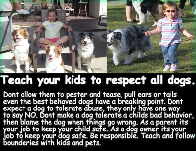 Common Mistakes

   	  Here  is a short list of things people do wrong with their dogs:
   	  
   	    
   	      
   	        *The owner somehow believes the dog naturally understands  English (or whatever language spoken by the owner).  Dogs  understand body language and energy.
   	        *The owner raises their voice or yells at their dog  thinking that will get the dog’s attention.  Dogs respond best to calm commands  and very often the quieter you speak, the more they listen.
   	         *The owner asks and takes advice from other pet owners  who have no idea about dog training.  This would be the same as asking me how to  build a computer.  Just because I have  and use a computer doesn’t mean I know how to make or fix one.
   	        *The owner consoles a frightened/nervous dog.  This is  natural for us to do but it rewards inappropriate behavior in a dog.
   	          *The owner repeats commands several times.  This  makes your words meaningless.
   	        *The owner allows the dog to ignore a command, or even  worse, praises them after ignoring a command.  This tells the dogs there are no  rules they must obey.
   	          *The owner lacks patience and expects the dog to be  perfect immediately.  Learning takes time.  Dogs (just like people) will never be  perfect.  We and they all have their  shortcomings. 
   	        *The owner does not practice or work with their dog  outside of class time.  In order to learn we need practice, so do  dogs!
   	        *The owner leaves the dog outside day and night.  Dogs  are social creatures and need to be a part of the pack.  We are isolating them when we don’t allow  them to be with us.  Isolation is  punishment to dogs and humans.
   	        *The owner does not follow the directions of the  trainer.  There is a reason for every thing I teach you in class.  Owners will disregard instructions due to  laziness, stubbornness, or to attempt short cuts, then wonder why they are not  getting results.
   	        
           
        
      
   	  
   	    Casey J. Sept 2019
        “Scott is hands down the best dog trainer is town. His passion and commitment for what he does is apparent from the moment you meet him.
		I constantly get complimented on having the best behaved chihuahua and it’s due in large part to the skills Scott has taught me and my dog. 
		Just do it, training with Scott is the best investment you will ever make in a pet.“