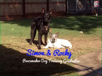 Daycare is offered for graduates of the class to provide a safe and social gathering for dogs to play and interact in a calm manner.
The pack is supervised throughout the day.